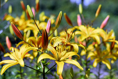 黑斑黄百合花园缝合时的花朵装饰黄百合花瓣花粉萱草雌蕊宏观植物园艺生态文化树叶背景