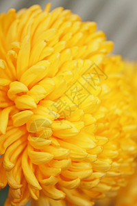 黄黄色大象黄色季节性花瓣背景图片
