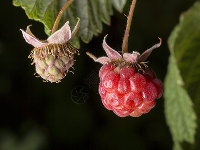 草莓特写宏观绿色盆子红色钩子覆盆子浆果背景图片