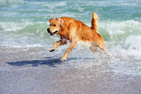 沙滩跑黄金寻金者在沙滩上奔跑朋友享受动物橙子水滴飞溅跑步宠物喜悦忠诚背景