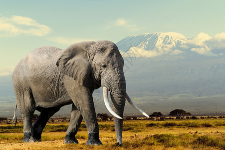 原力觉醒大象动物岩石荒野生态旅行奶牛哺乳动物象牙食草树干背景