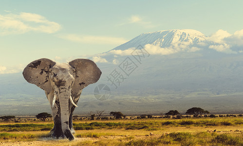 利高大象国家野生动物食草天空象牙树干奶牛厚皮哺乳动物女性背景