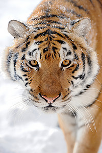 雪地里野猫老虎栖息地猫科哺乳动物毛皮动物群眼睛野生动物打猎食肉荒野背景