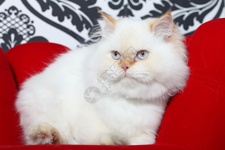 波斯族贵族猫椅子家具手臂宠物版税沙发小猫扶手椅猫科动物背景