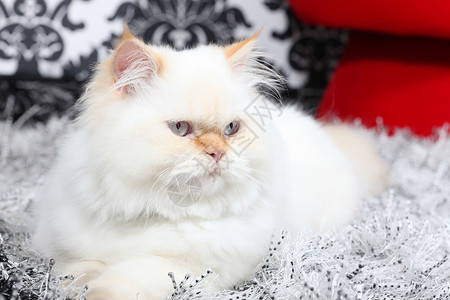 波斯族贵族猫扶手椅猫科动物家具版税椅子小猫手臂沙发宠物背景