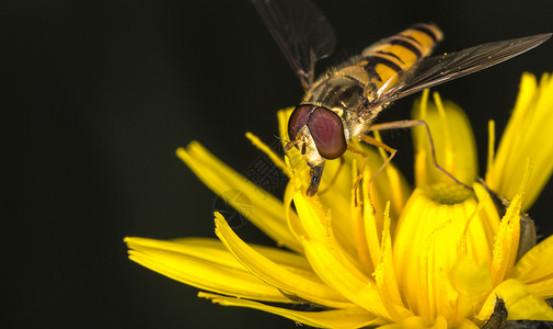 花朵上的玛玛拉德胡佛飞宏观眼睛昆虫飞行黄色翅膀背景图片