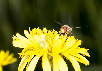 花朵上的玛玛拉德胡佛飞昆虫宏观眼睛翅膀黄色背景图片