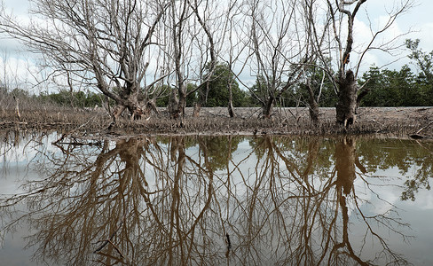 金瓯让干红树林 干树森林生态风景灾难红树林树根场景靛青丛林金瓯背景