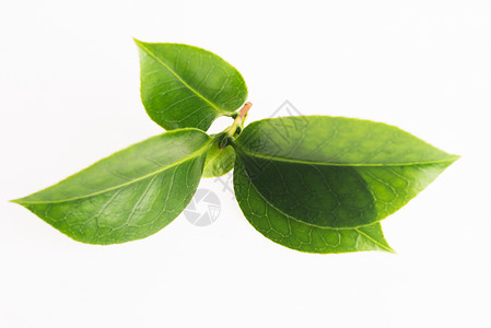 在白色背景中孤立的绿茶叶叶草本生长饮料植物群绿色宏观植物草本植物背景图片