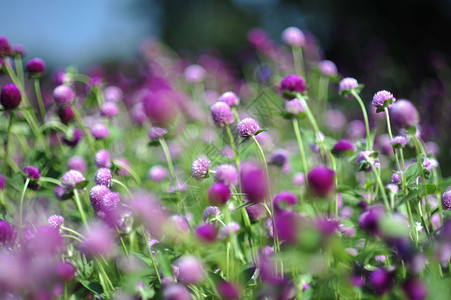 花园中的紫色紫蓝色花团体草本植物季节植物群花朵草本场地宏观植物晴天背景图片