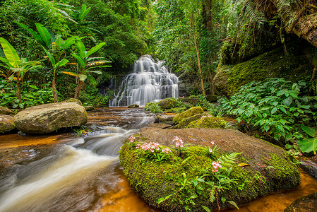 明当的瀑布下满是抗日葵花 只开在天上游泳风景岩石溪流丛林生长森林叶子国家假期背景图片