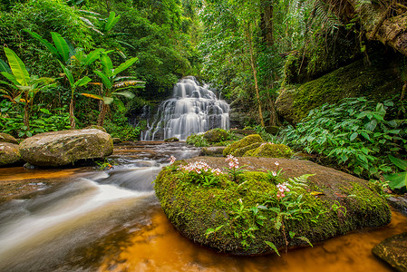 明当的瀑布下满是抗日葵花 只开在天上荒野岩石白内障情调国家风景热带丛林森林游泳背景图片