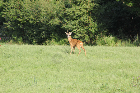 野生野生动物森林绿草生动物鹿肉动物背景图片
