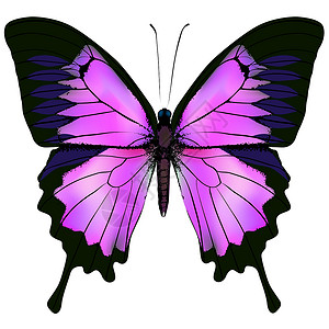 蝴蝶 美丽的粉色和紫色矢量插图鳞翅目荒野生活野生动物环境昆虫飞行脆弱性绘画天线设计图片
