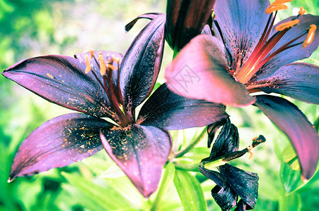 百合园托老院在夏花花园 紧贴一朵美丽的黑百合花紫色植物学花瓣植物宏观园艺草地花园叶子百合背景