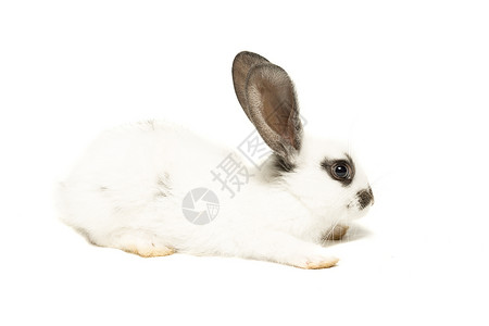 白背景上的兔子棕色白色孤独宠物工作室孩子灰色哺乳动物框架动物背景图片