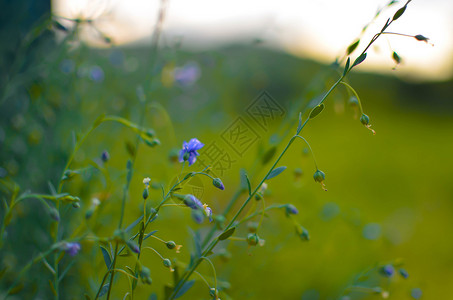 紫色亚麻籽花普通的松叶林素食鲜花和芽籽种子蓝色宏观皮棉草地植物亚麻植物群摄影染料场地背景