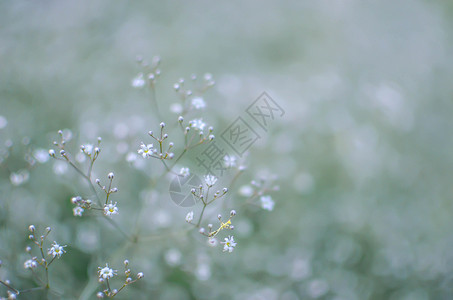 背景与小白花薄雾风格精神圆锥花序装饰新娘植物花园婚礼气氛背景