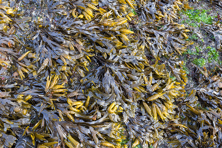 海藻缝合食用海洋植物高清图片