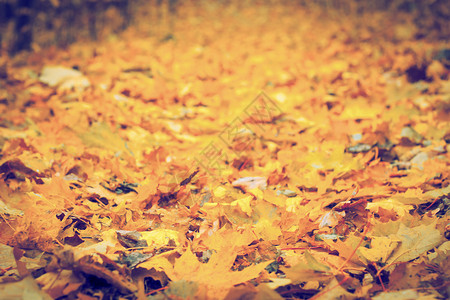 路会议乡愁记忆植物森林水平季节公园橙子黄色背景图片