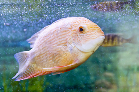 水族馆的血压结裂海洋异国情调珍珠慈母金鱼红色筋膜背景图片
