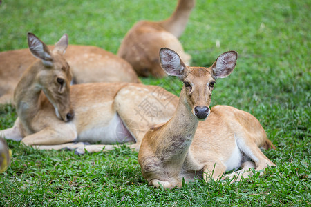 一鹿有你坐在草地上的蚂蚁鹿群草原跳羚男性短跑耳朵沙漠警报动物园野生动物哺乳动物背景