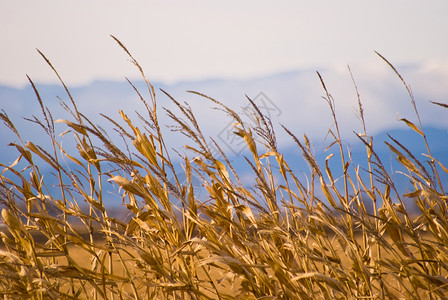 反山区背景的玉米连心农村乡村生长农业收成背景