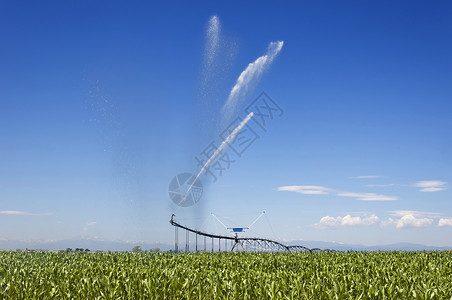 灌溉一个玉米田麦田管道农场生长栽培生态天空洒水器枢轴农作物背景
