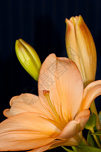 橙色亚洲 Lily带未开业百草枯背景图片