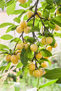 在阳光明媚的夏日 树枝上有很多黄樱桃李子衬套浆果诃子农业李子花园园艺果园生长水果背景