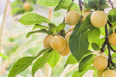 在阳光明媚的夏日 树枝上有很多黄樱桃李子美食植物诃子果园园艺木头李子叶子浆果生长背景