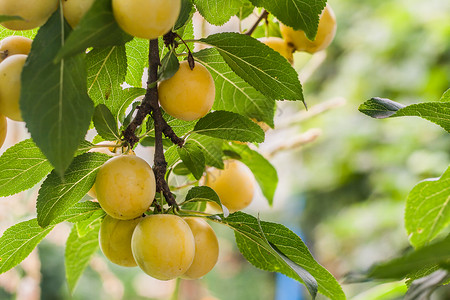 在阳光明媚的夏日 树枝上有很多黄樱桃李子农业衬套诃子叶子园艺生长茶点季节浆果植物背景