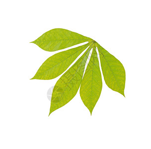 绿花栗叶植物环境叶绿素静脉叶子生长光合作用宏观白色板栗背景图片