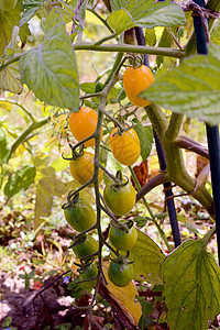 黄梅西红柿在葡萄树上成熟背景图片