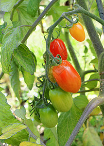 葡萄藤上的红梅西红番茄背景图片