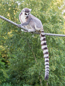 环尾狐猴Lemur catta人猿国家动物花园荒野脊椎动物威胁哺乳动物野生动物猴子背景图片