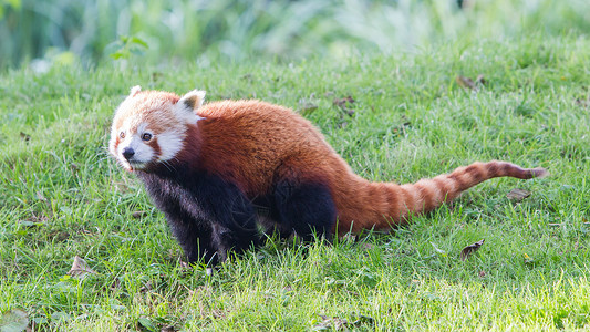 火狐素材红熊猫 火狐或小熊熊猫野生动物竹子大熊猫宠物动物富根小吃毛皮热带哺乳动物背景