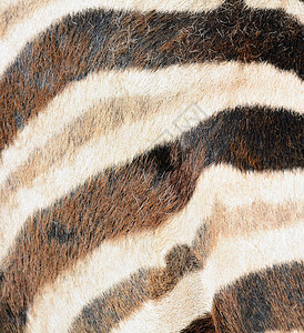 斑马毛纹理墙纸打印毛皮条纹野生动物皮肤动物背景图片