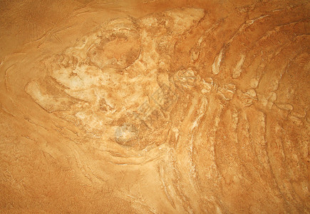 巨型鱼类化石岩石科学骨骼恐龙考古学邮票背景图片
