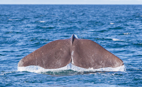 斯特拉尾部的Sperm鲸鱼潜水哺乳动物吸虫动物尾巴生物水滴海洋飞溅海洋生物野生动物背景