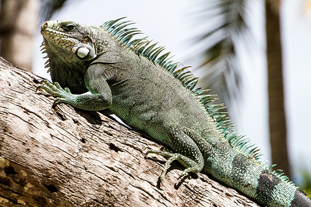 瓜德罗普绿伊瓜纳蜥蜴眼睛森林脊椎动物热带生物爬树动物园野生动物情调捕食者背景