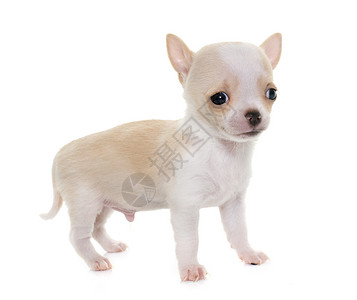 演播室里的小小狗吉娃娃宠物短发棕褐色工作室动物白色背景图片