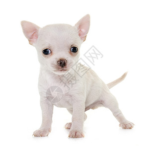 演播室里的小小狗吉娃娃工作室棕褐色宠物动物白色短发背景图片
