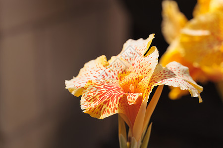 黄花和橘橙甘南花橙子植物热带将军黄色花园背景图片