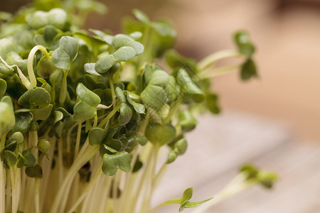 绿色萝卜芽蔬菜健康花园豆芽沙拉背景图片