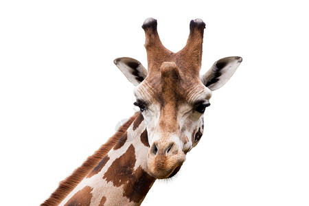长颈鹿脖子年轻可爱的长颈鹿棕色哺乳动物脖子野生动物荒野眼睛国家白色网状皮肤背景