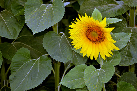 防晒帽子收成场地绿色向日葵农业植物黄色背景图片