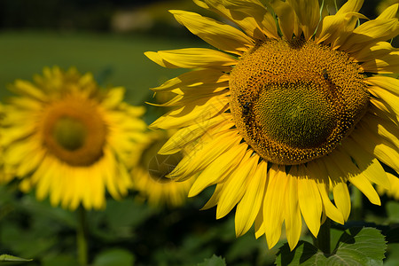 奥森向日葵向日葵与蜜蜂密闭植物场地植物群季节生长草地场景太阳橙子晴天背景