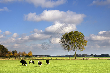 在草原上牧牛高清图片