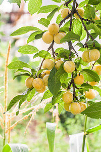 诃子在阳光明媚的夏日 树枝上有很多黄樱桃李子植物农场季节茶点叶子生长衬套李子园艺农业背景
